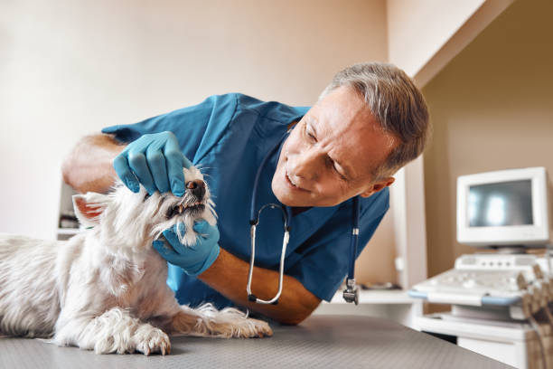Best Emergency Treatment for Dental Infections or Abscesses in Fairbury, IL